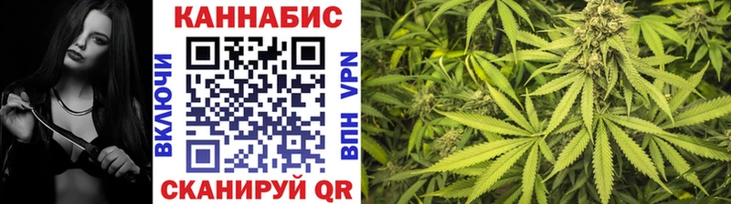 Конопля гибрид  Осташков 